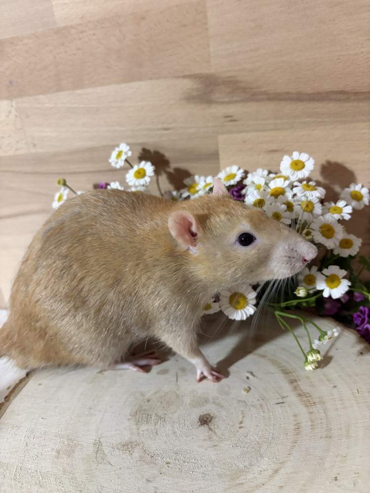 Fancy rat Pet only Rattus norvegicus 