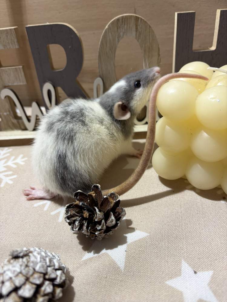 Fancy rat Pet only Rattus norvegicus 