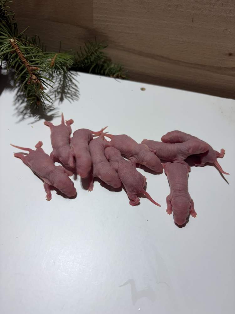 Fancy rat Pet only Rattus norvegicus 