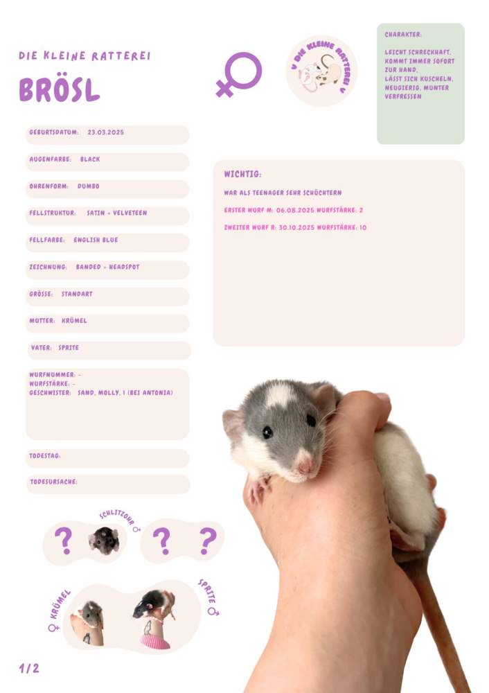 Fancy rat Pet only Rattus norvegicus 