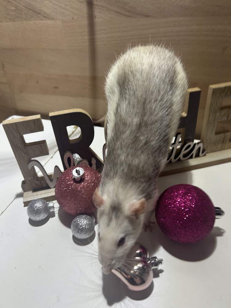 Fancy rat Pet only Rattus norvegicus 