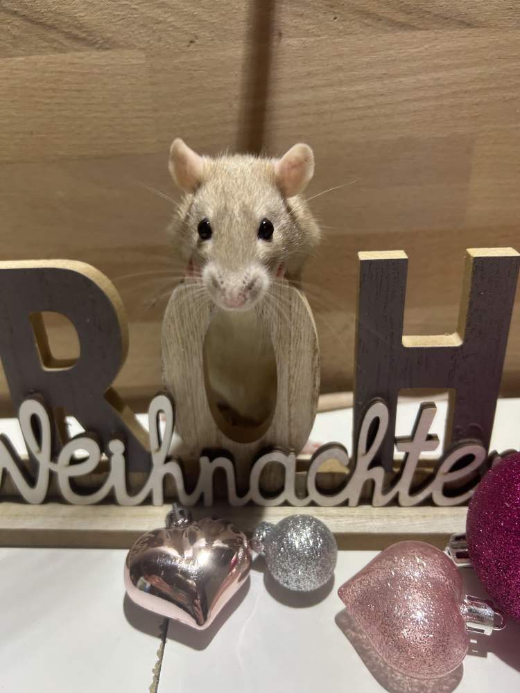 Fancy rat Pet only Rattus norvegicus 