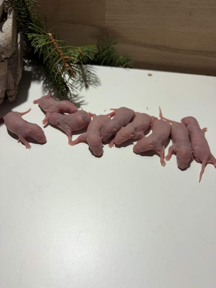 Fancy rat Pet only Rattus norvegicus 