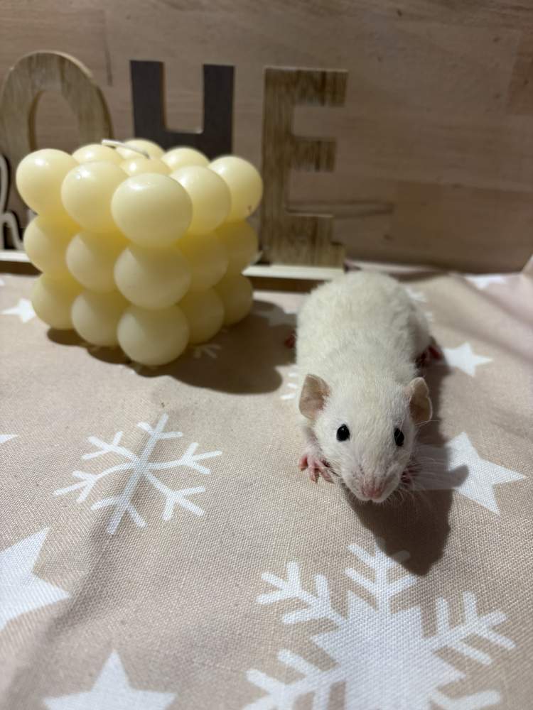 Fancy rat Pet only Rattus norvegicus 