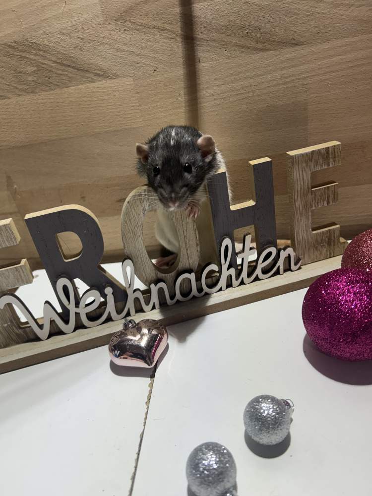 Fancy rat Pet only Rattus norvegicus 