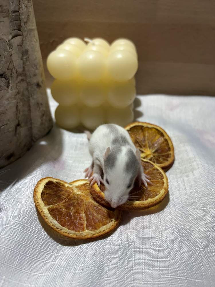 Fancy rat Pet only Rattus norvegicus 