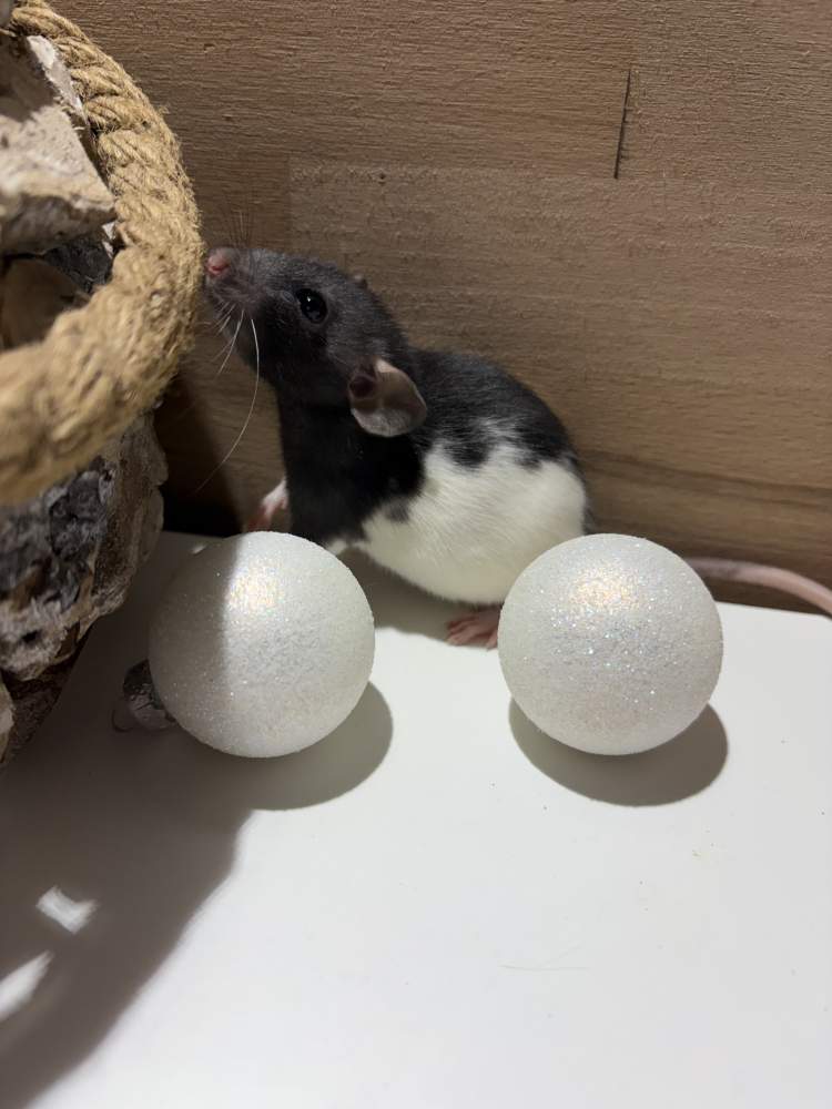 Fancy rat Pet only Rattus norvegicus 