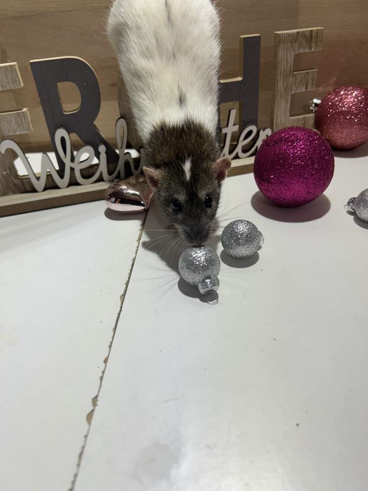 Fancy rat Pet only Rattus norvegicus 