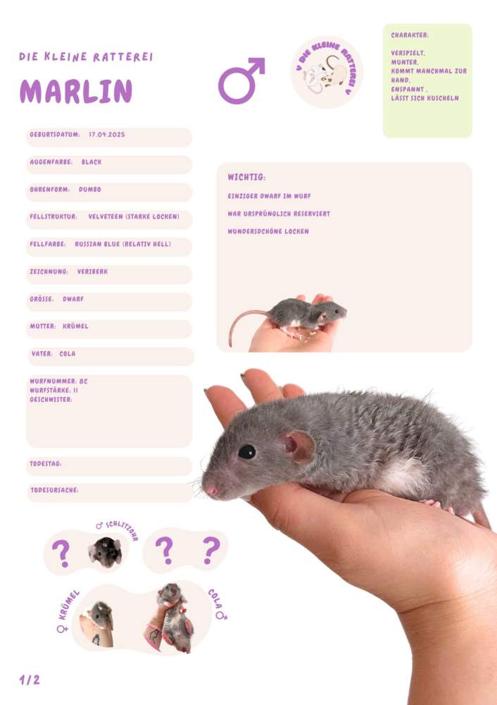 Fancy rat Pet only Rattus norvegicus 
