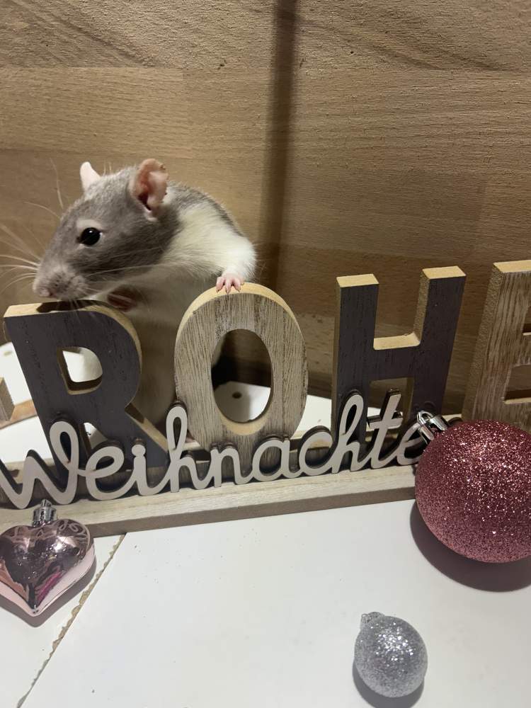 Fancy rat Pet only Rattus norvegicus 