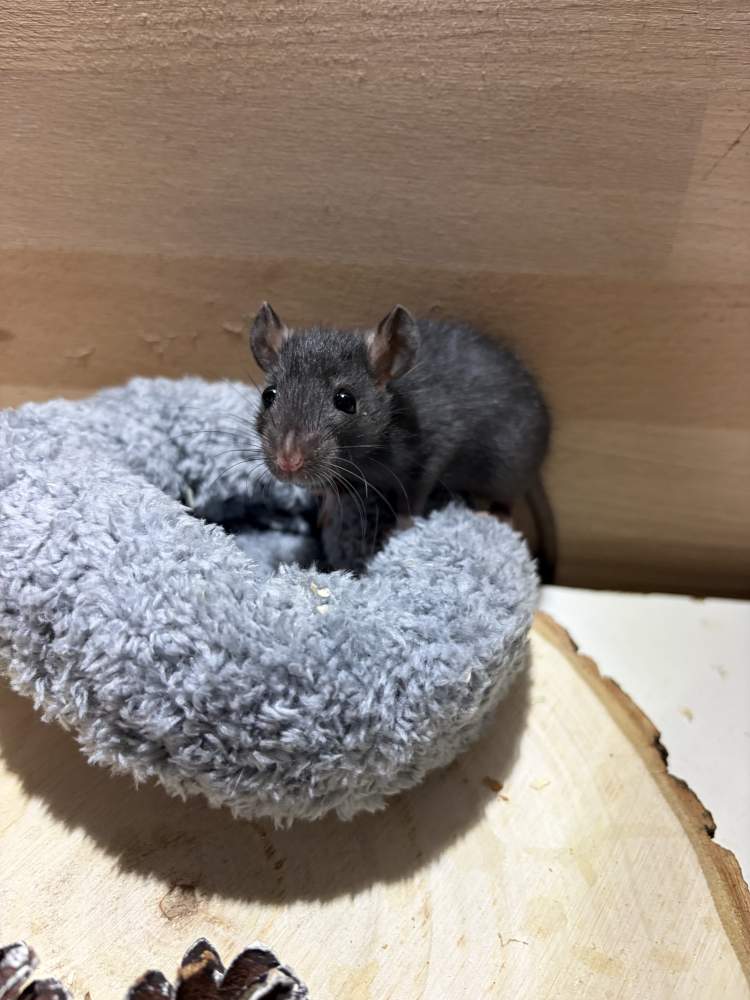 Fancy rat Pet only Rattus norvegicus 