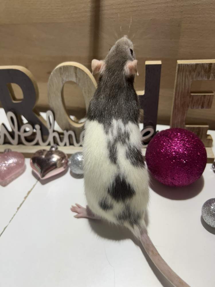 Fancy rat Pet only Rattus norvegicus 
