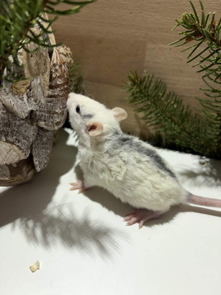 Fancy rat Pet only Rattus norvegicus 