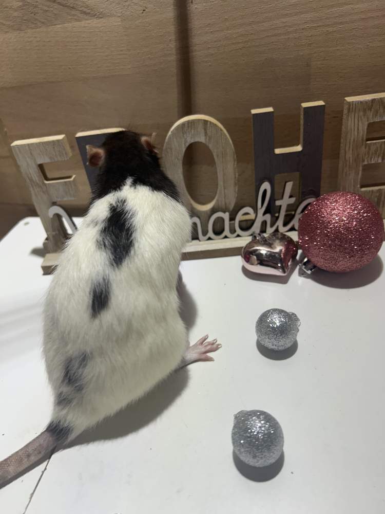 Fancy rat Pet only Rattus norvegicus 