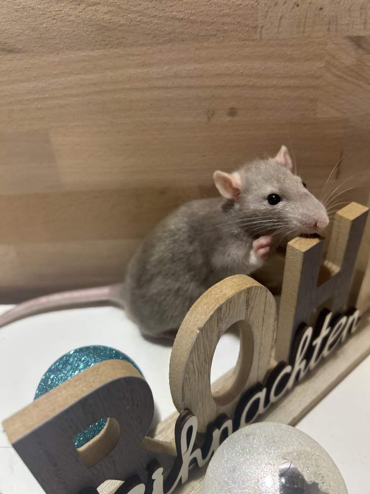 Fancy rat Pet only Rattus norvegicus 