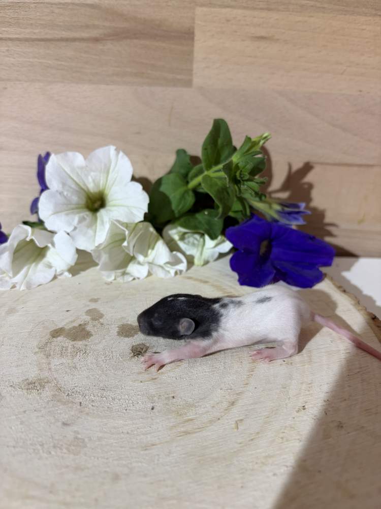 Fancy rat Pet only Rattus norvegicus 