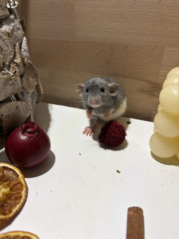 Fancy rat Pet only Rattus norvegicus 