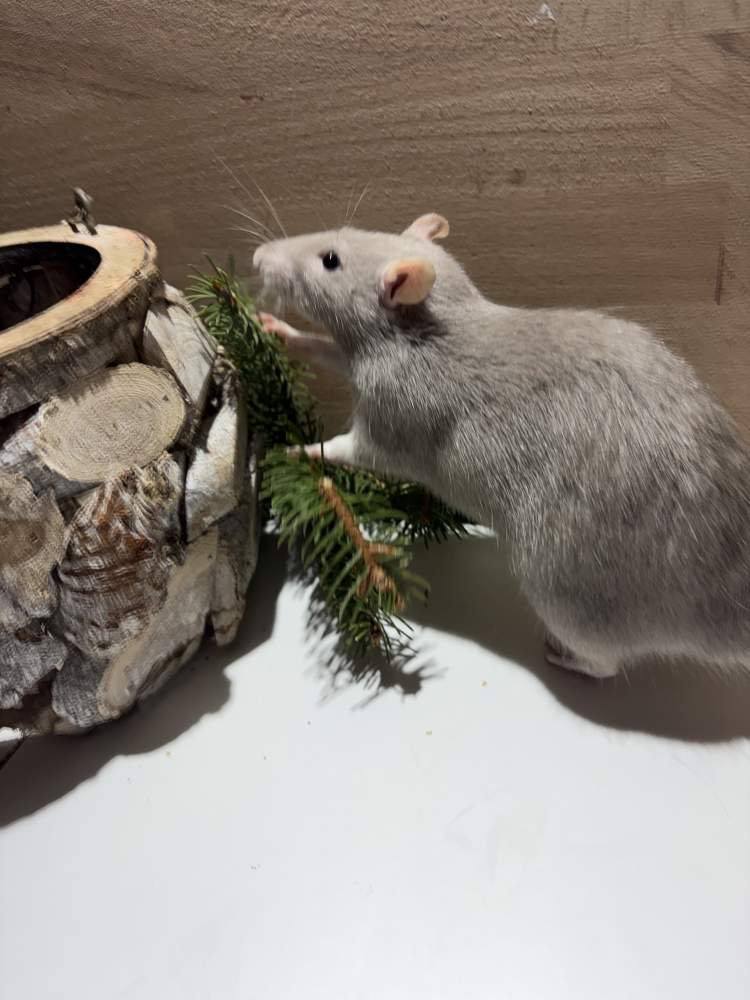 Fancy rat Pet only Rattus norvegicus 