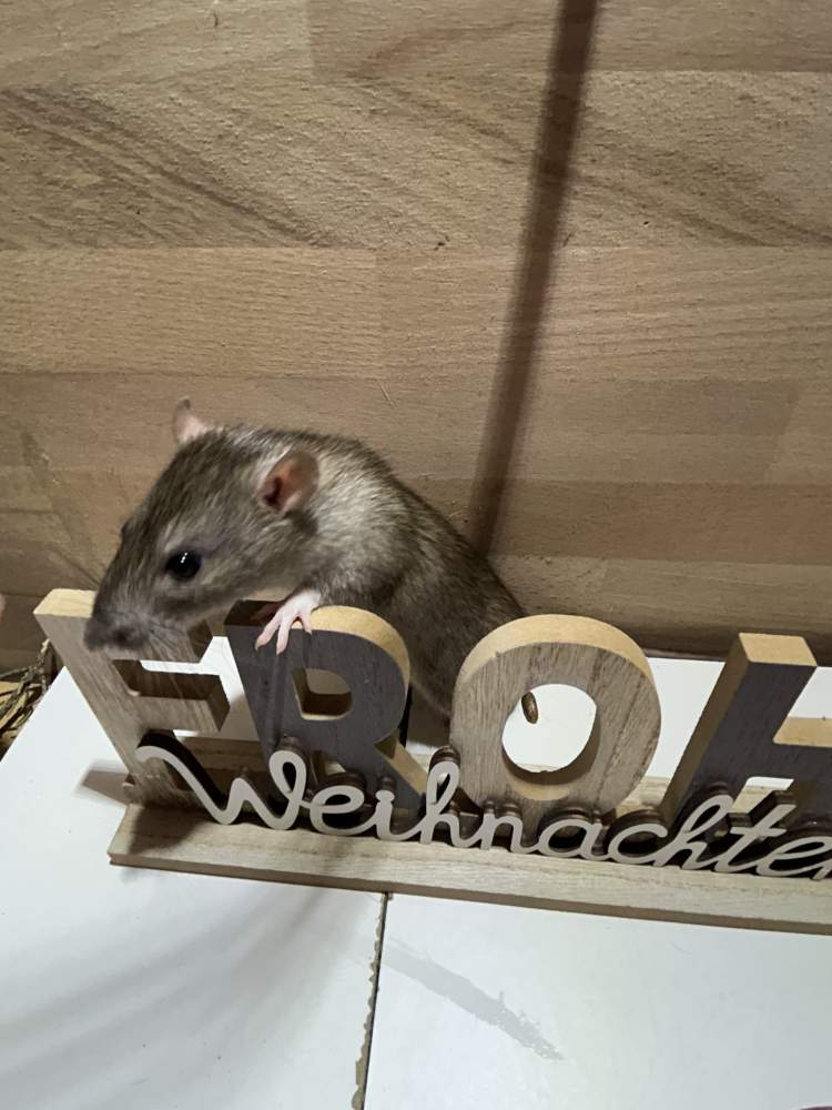 Fancy rat Pet only Rattus norvegicus 