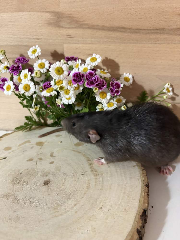 Fancy rat Pet only Rattus norvegicus 