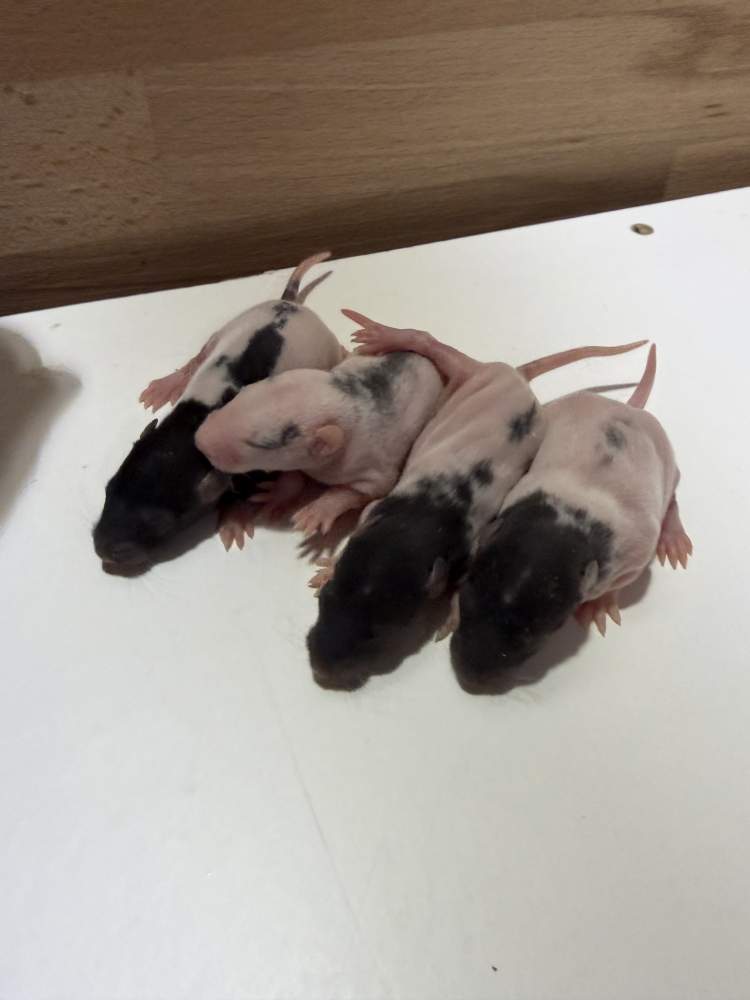 Fancy rat Pet only Rattus norvegicus 