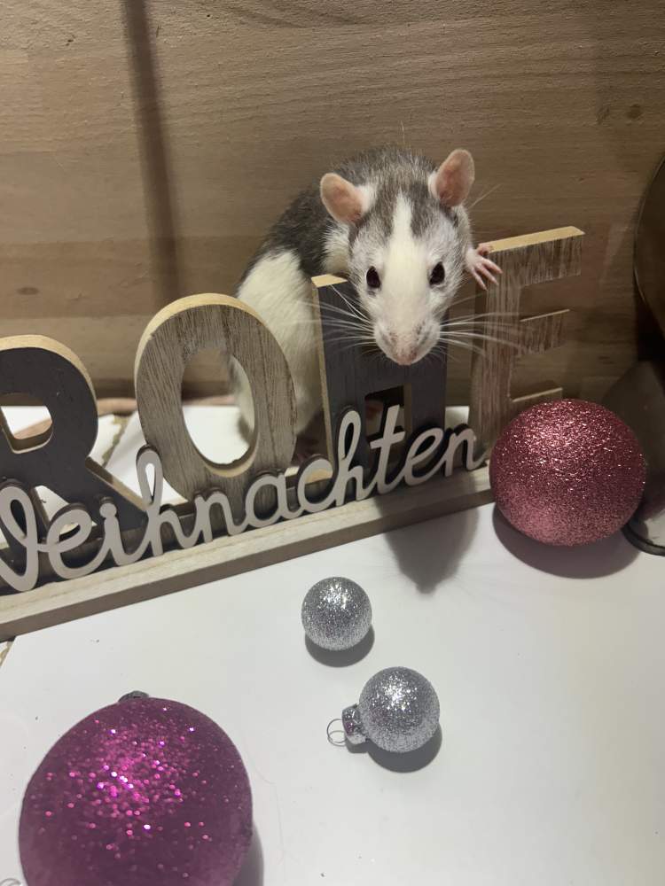 Fancy rat Pet only Rattus norvegicus 