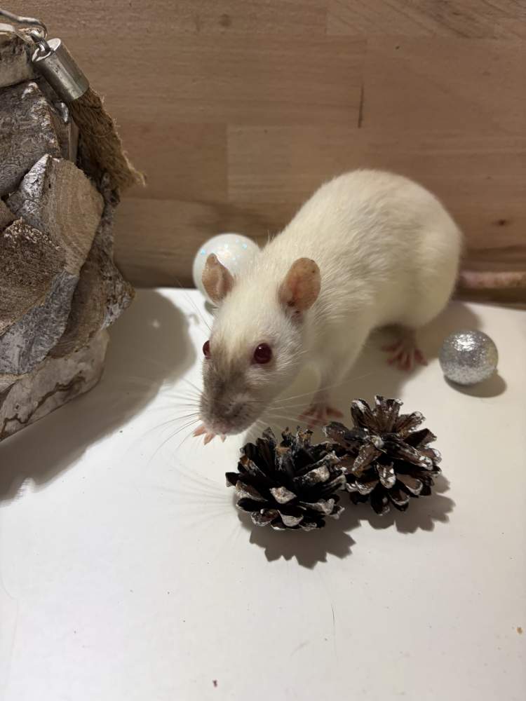 Fancy rat Pet only Rattus norvegicus 