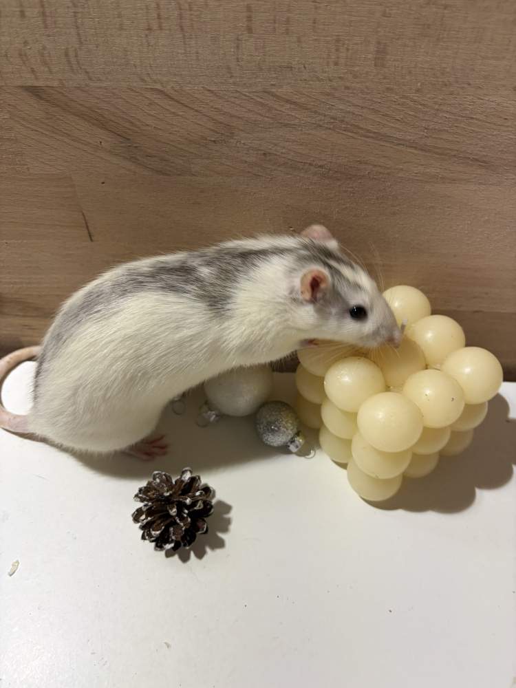 Fancy rat Pet only Rattus norvegicus 