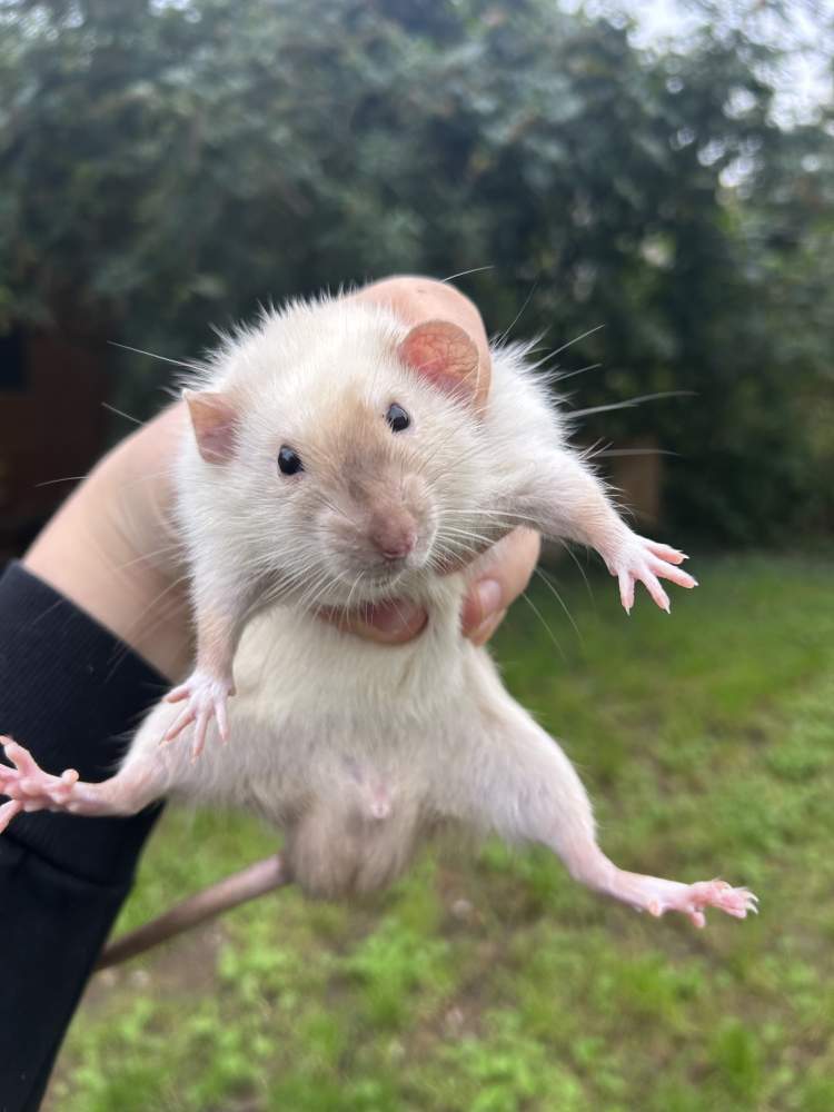 Fancy rat Pet only Rattus norvegicus 