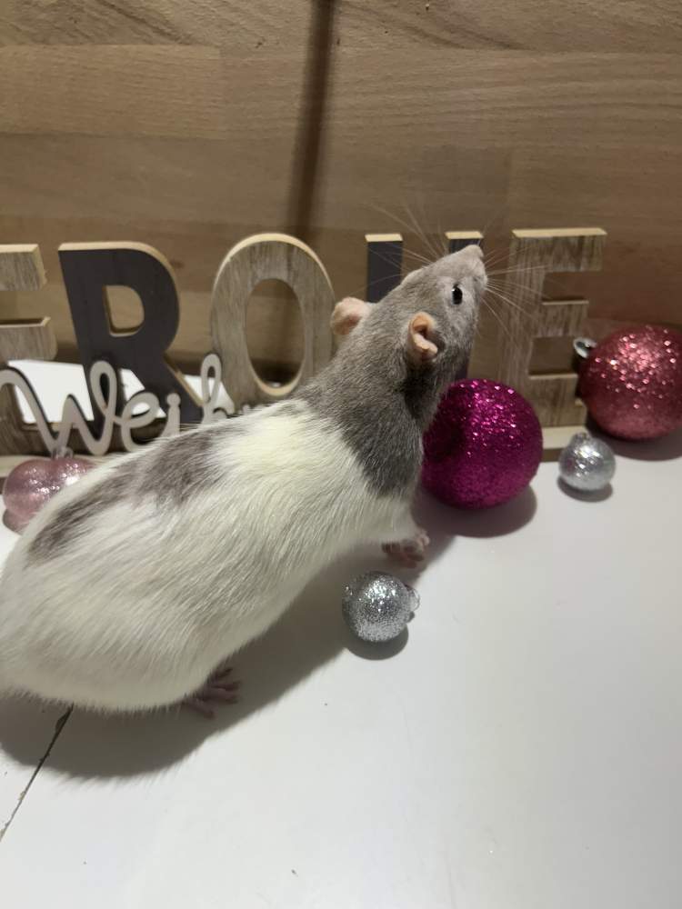 Fancy rat Pet only Rattus norvegicus 