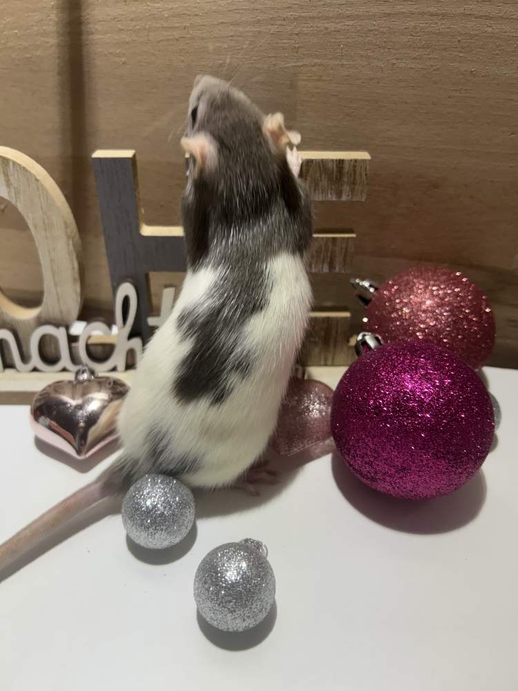 Fancy rat Pet only Rattus norvegicus 