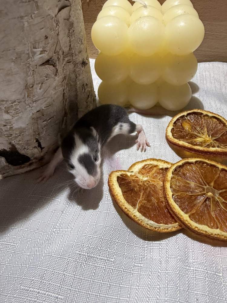 Fancy rat Pet only Rattus norvegicus 