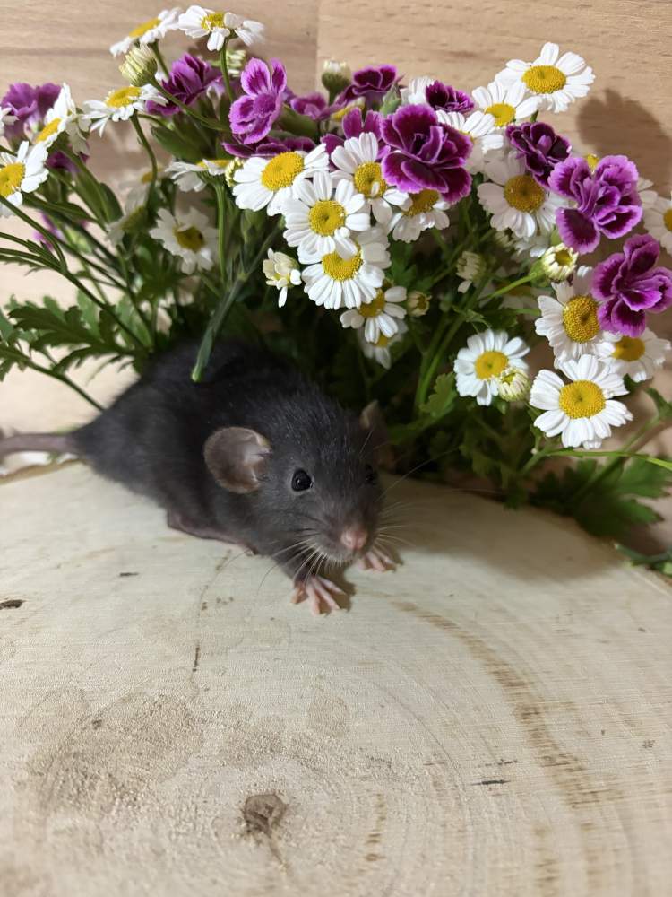 Fancy rat Pet only Rattus norvegicus 