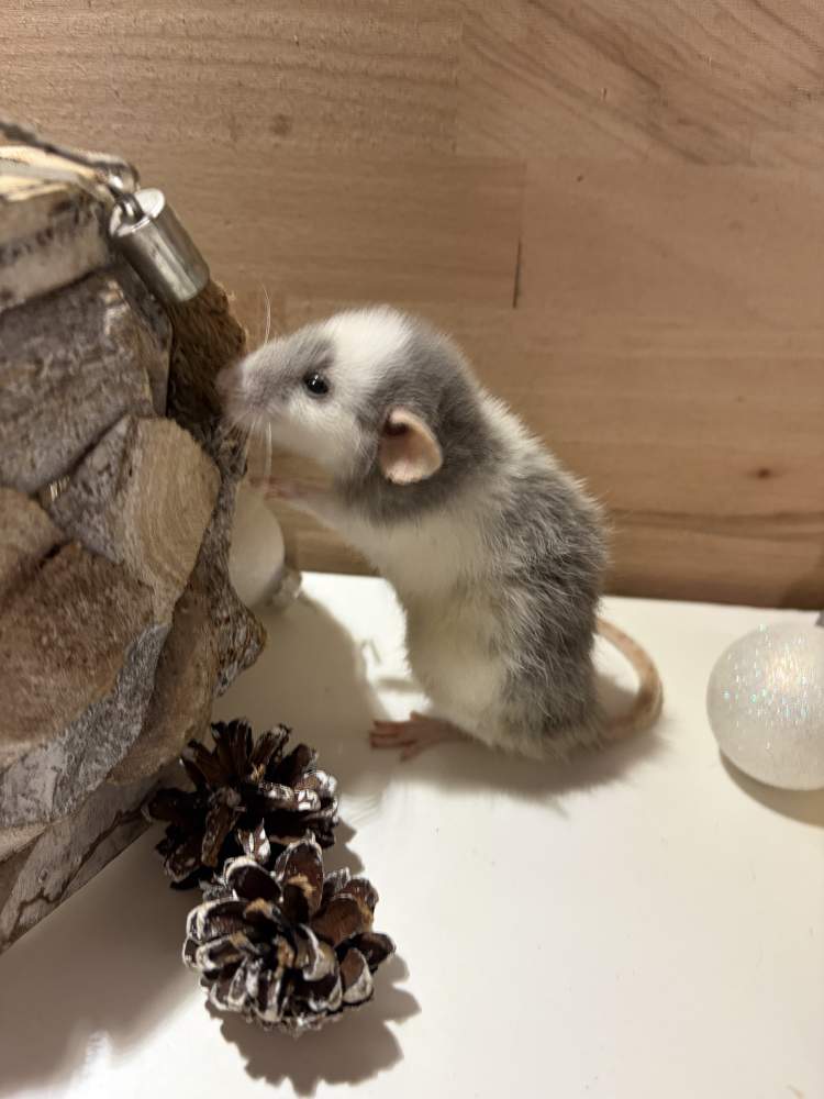 Fancy rat Pet only Rattus norvegicus 