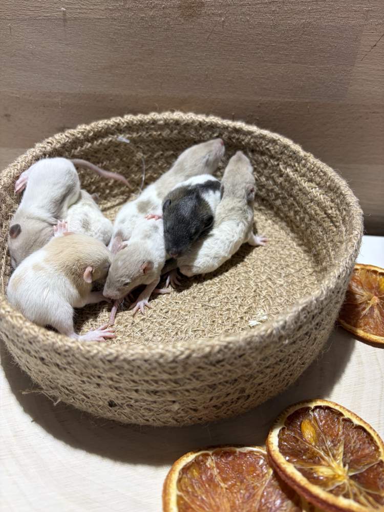 Fancy rat Pet only Rattus norvegicus 