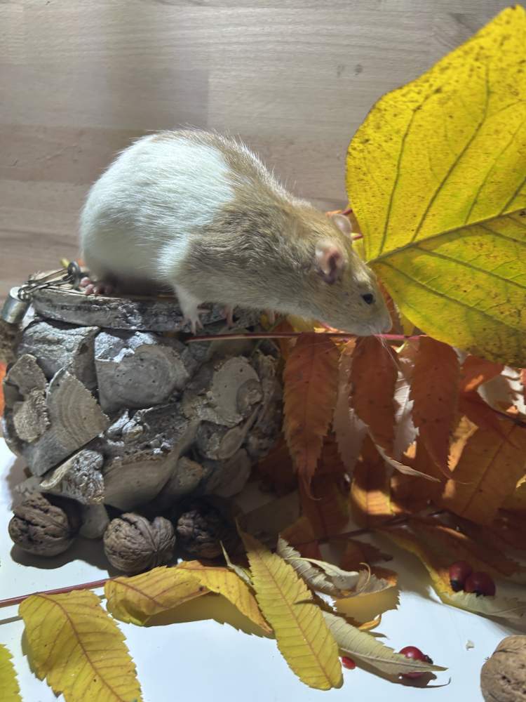 Fancy rat Pet only Rattus norvegicus 