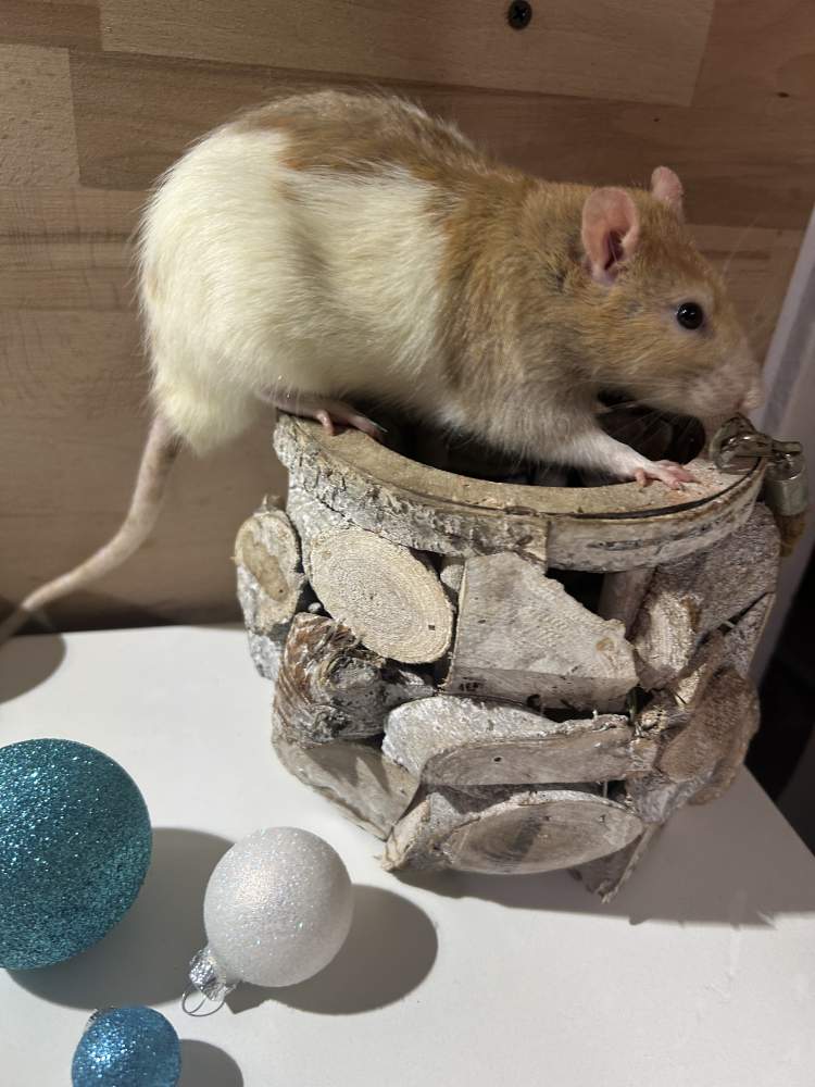 Fancy rat Pet only Rattus norvegicus 