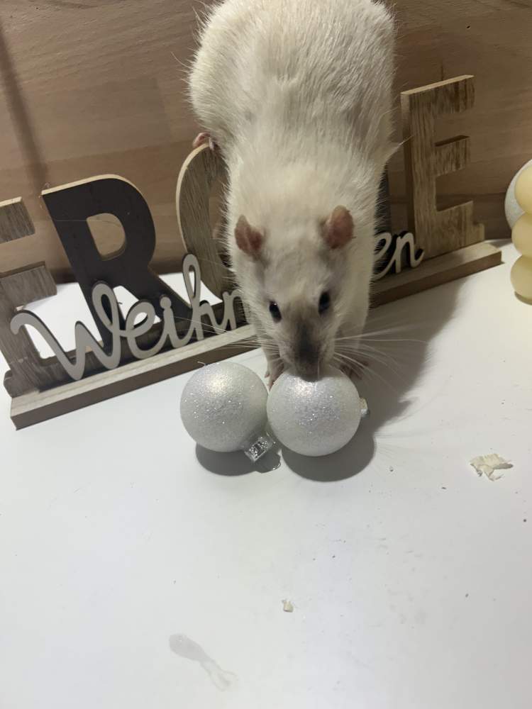 Fancy rat Pet only Rattus norvegicus 