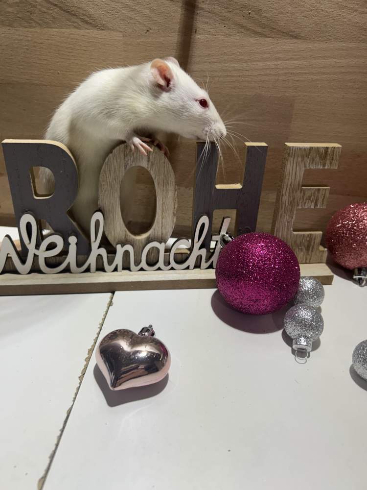 Fancy rat Pet only Rattus norvegicus 