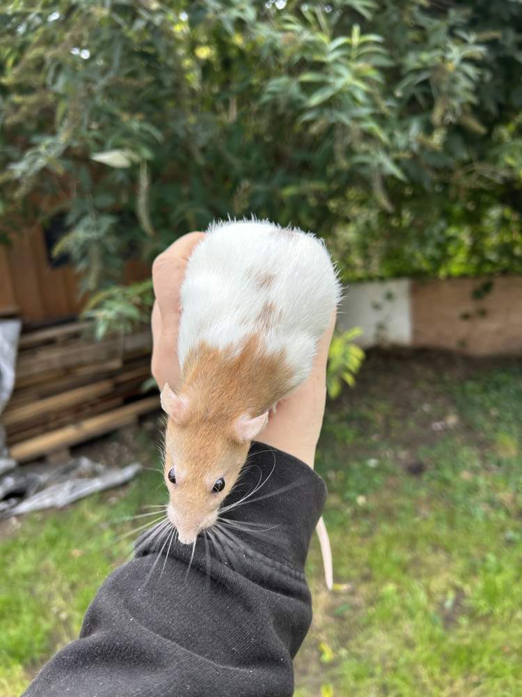 Fancy rat Pet only Rattus norvegicus 