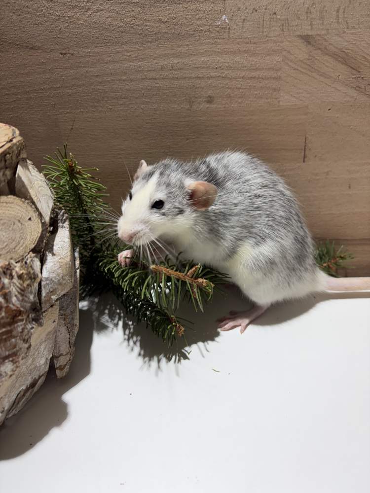 Fancy rat Pet only Rattus norvegicus 