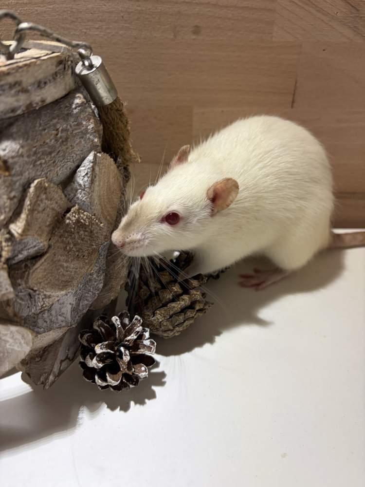 Fancy rat Pet only Rattus norvegicus 