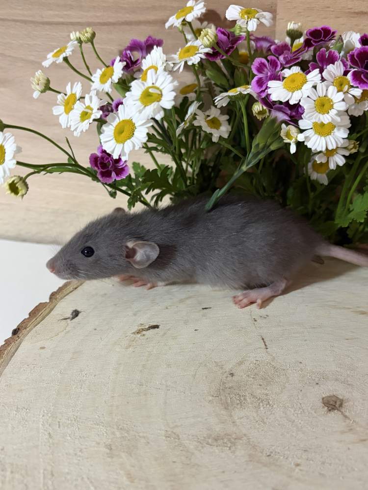 Fancy rat Pet only Rattus norvegicus 