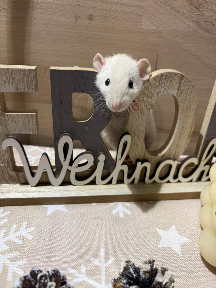 Fancy rat Pet only Rattus norvegicus 