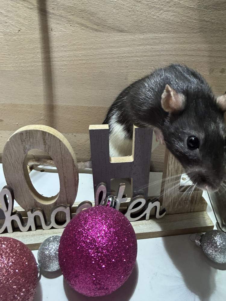 Fancy rat Pet only Rattus norvegicus 