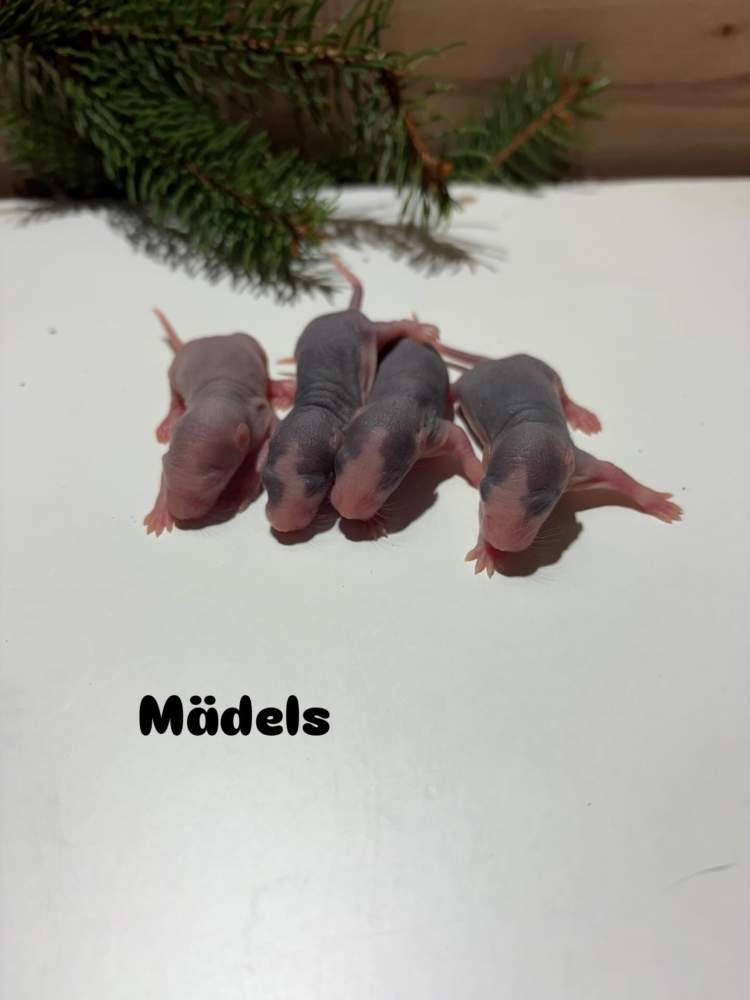 Fancy rat Pet only Rattus norvegicus 