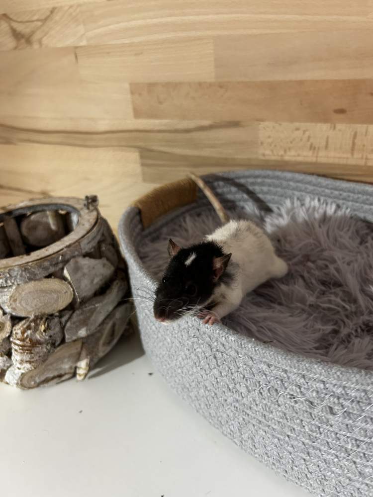 Fancy rat Pet only Rattus norvegicus 