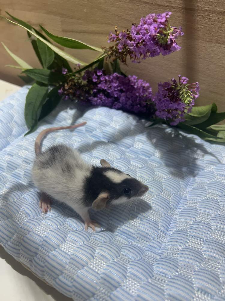 Fancy rat Pet only Rattus norvegicus 