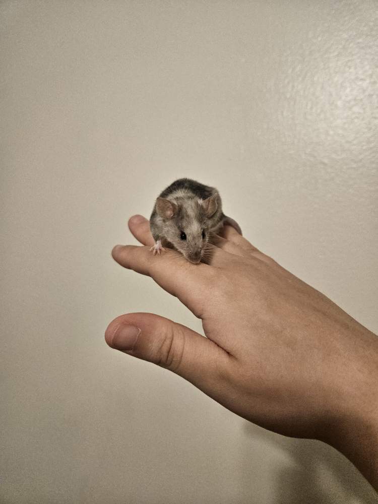 Fancy mouse Pet only Mus musculus 