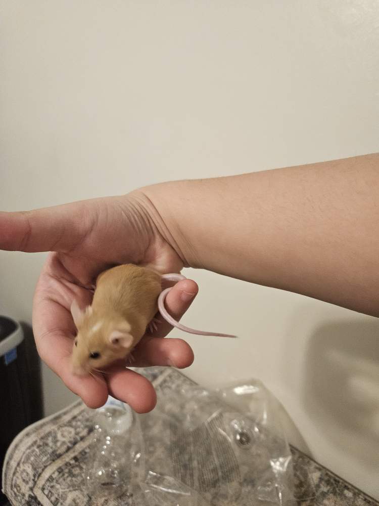 Fancy mouse Breeder Mus musculus 